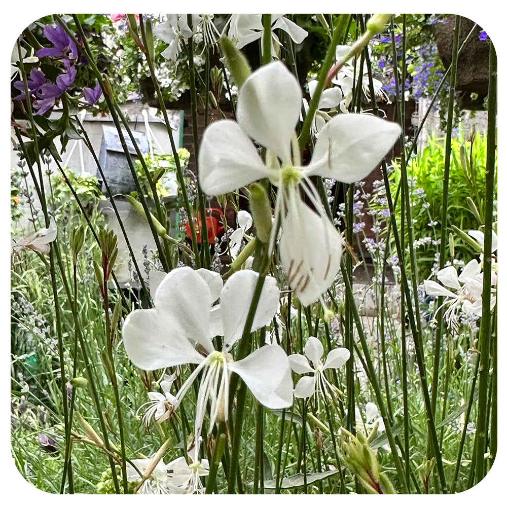 Butterfly Gaura 'Whirling Butterflies"