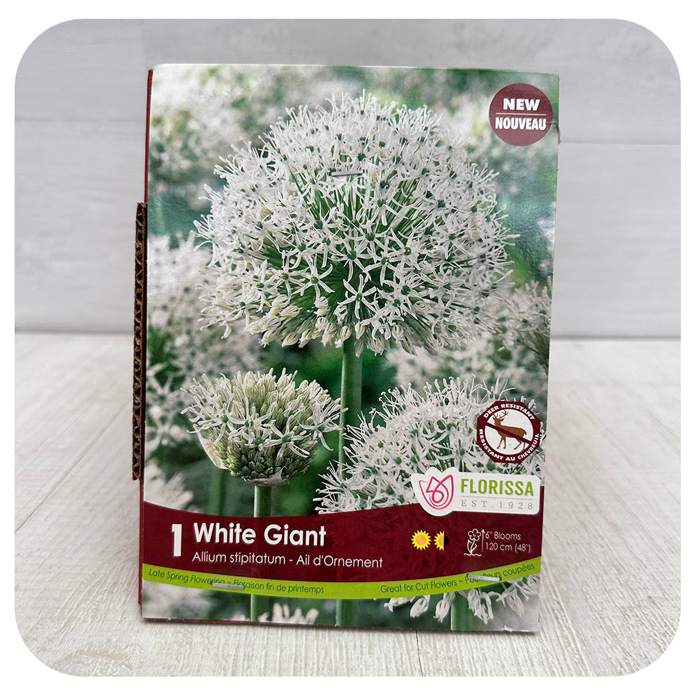 Allium White Giant
