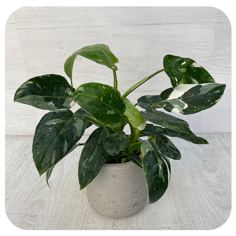 Philodendron 'White Princess'