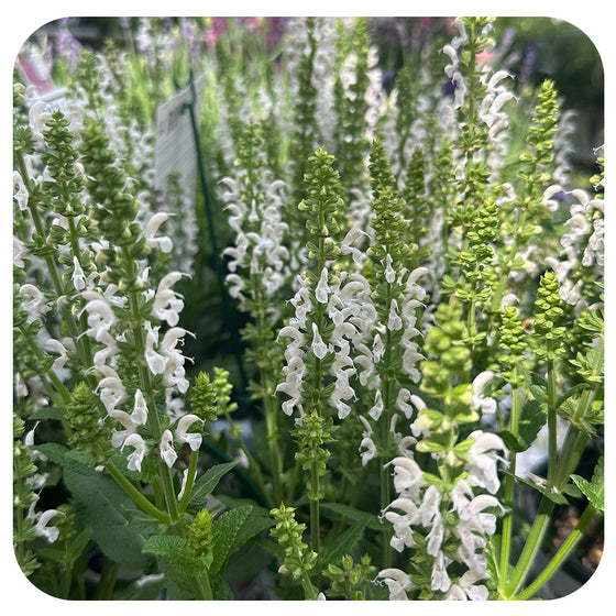 Salvia nemorosa ‘White Profusion’ (Perennial Sage) by Proven Winners