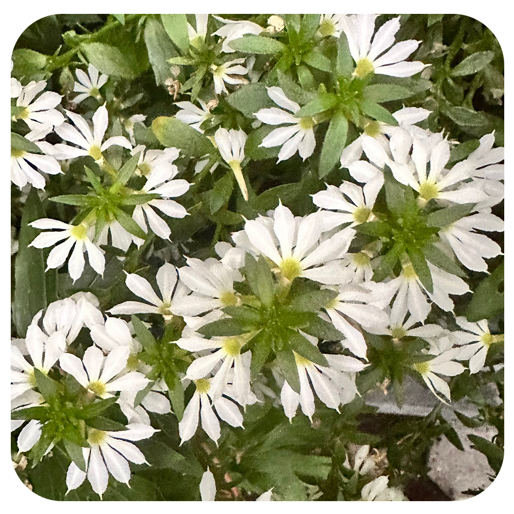 Scaevola (Fan Flower)