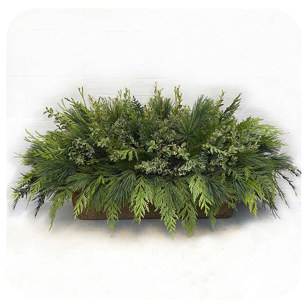 Window Box - Green Mix Oregonia