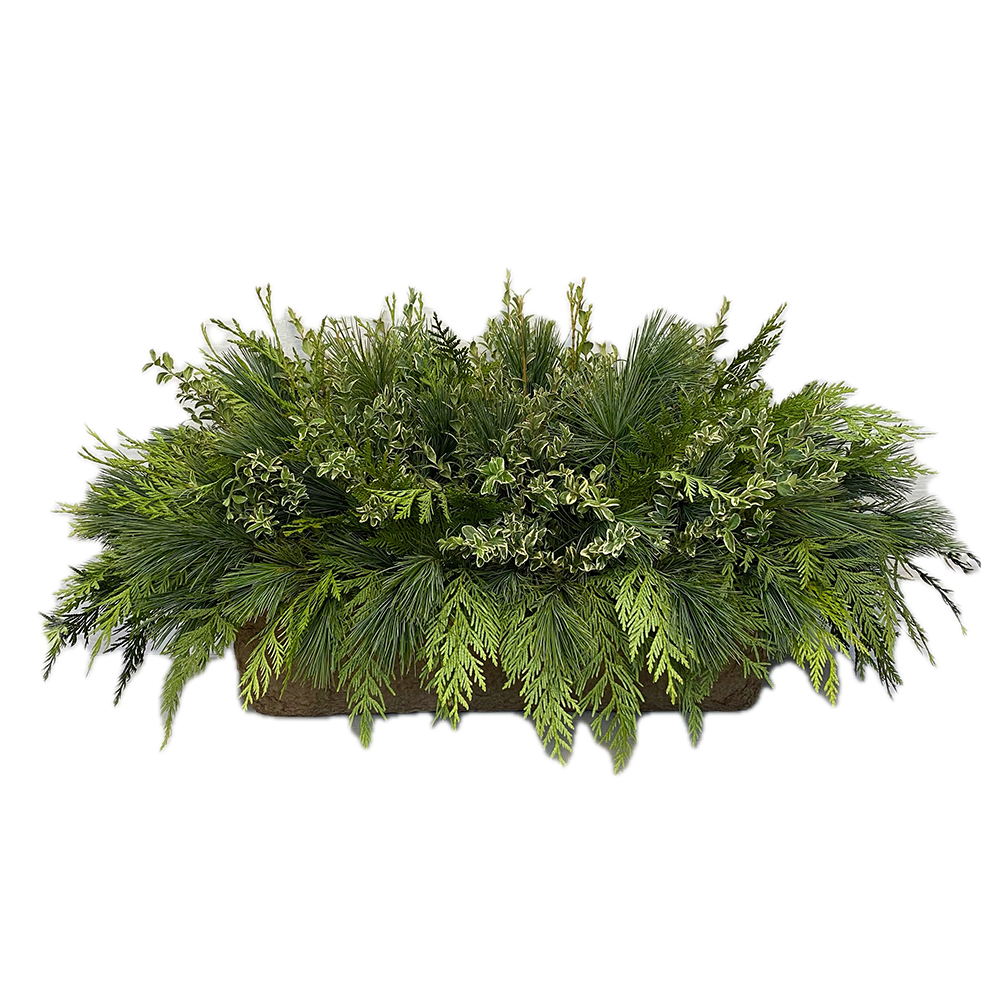 Window Box - Green Mix Oregonia