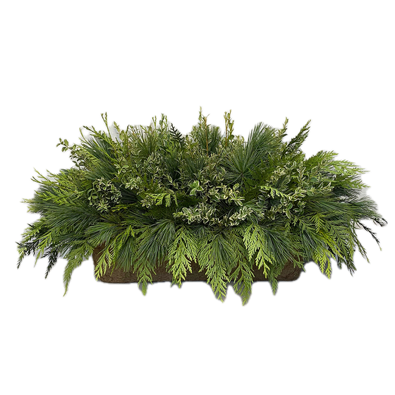 Window Box - Green Mix Oregonia