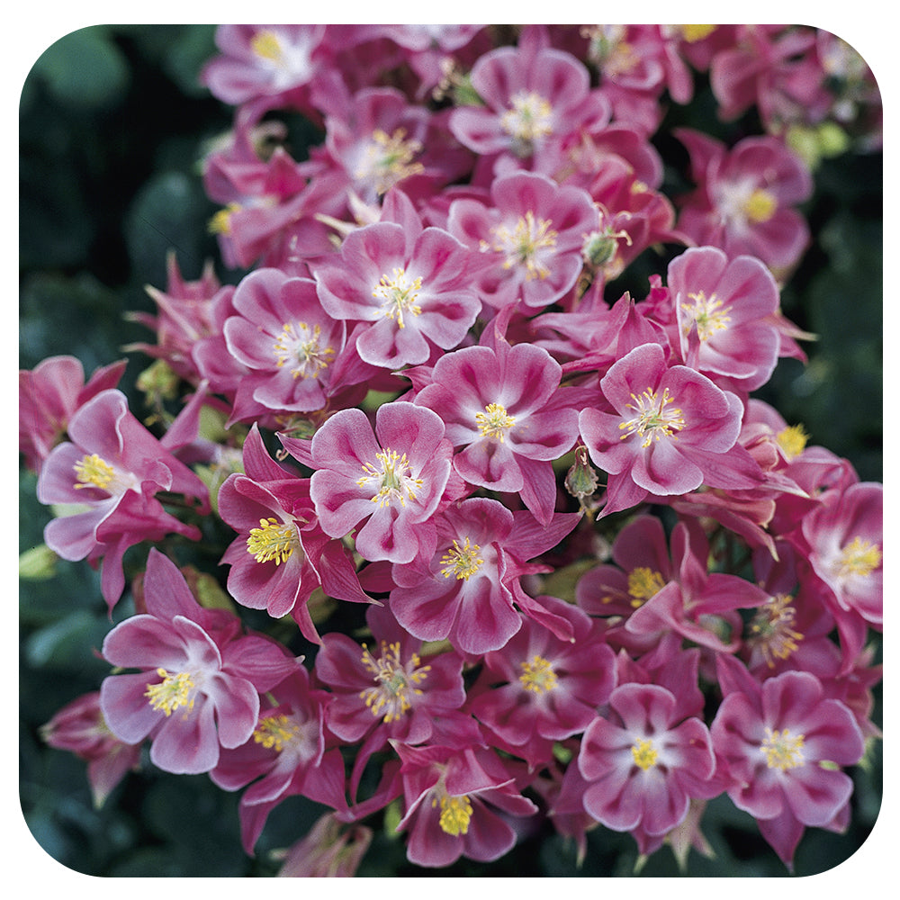 Columbine ‘Winky Rose and Rose’ (Aquilegia vulgaris)