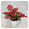 Aglaonema 'Wishes'