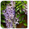 Wisteria 'Summer Cascade'