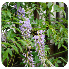 wisteria  file.jpg