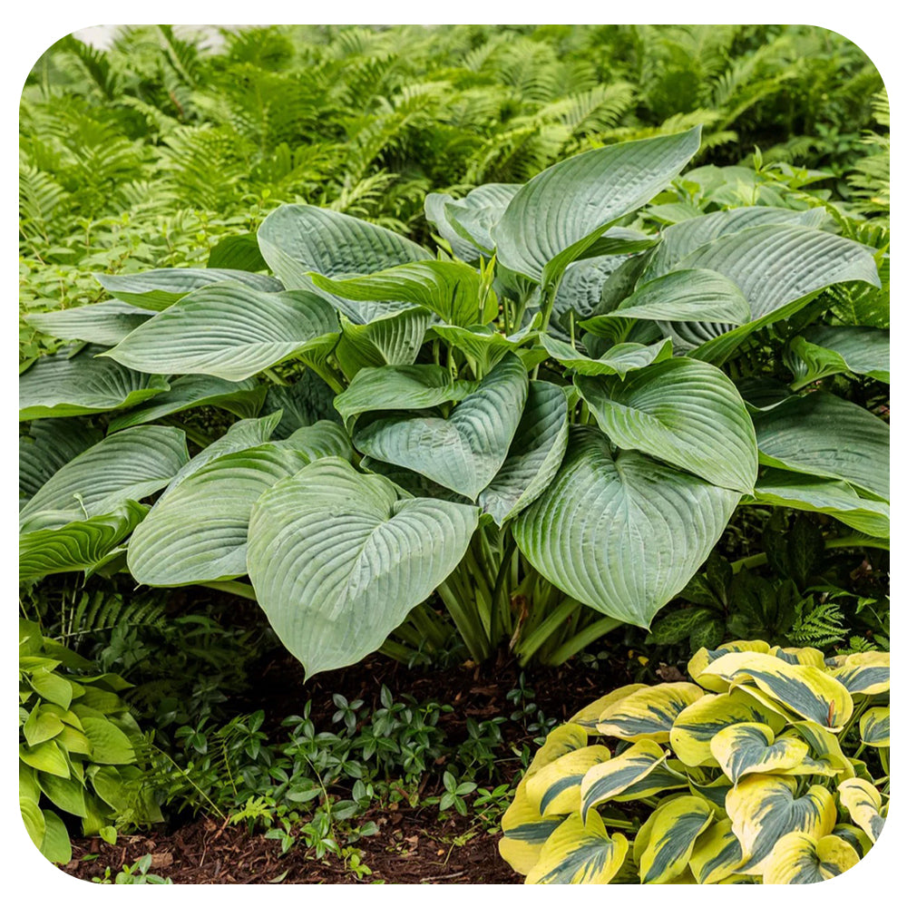 Hosta Shadowland®  Empress Wu (Proven Winners)