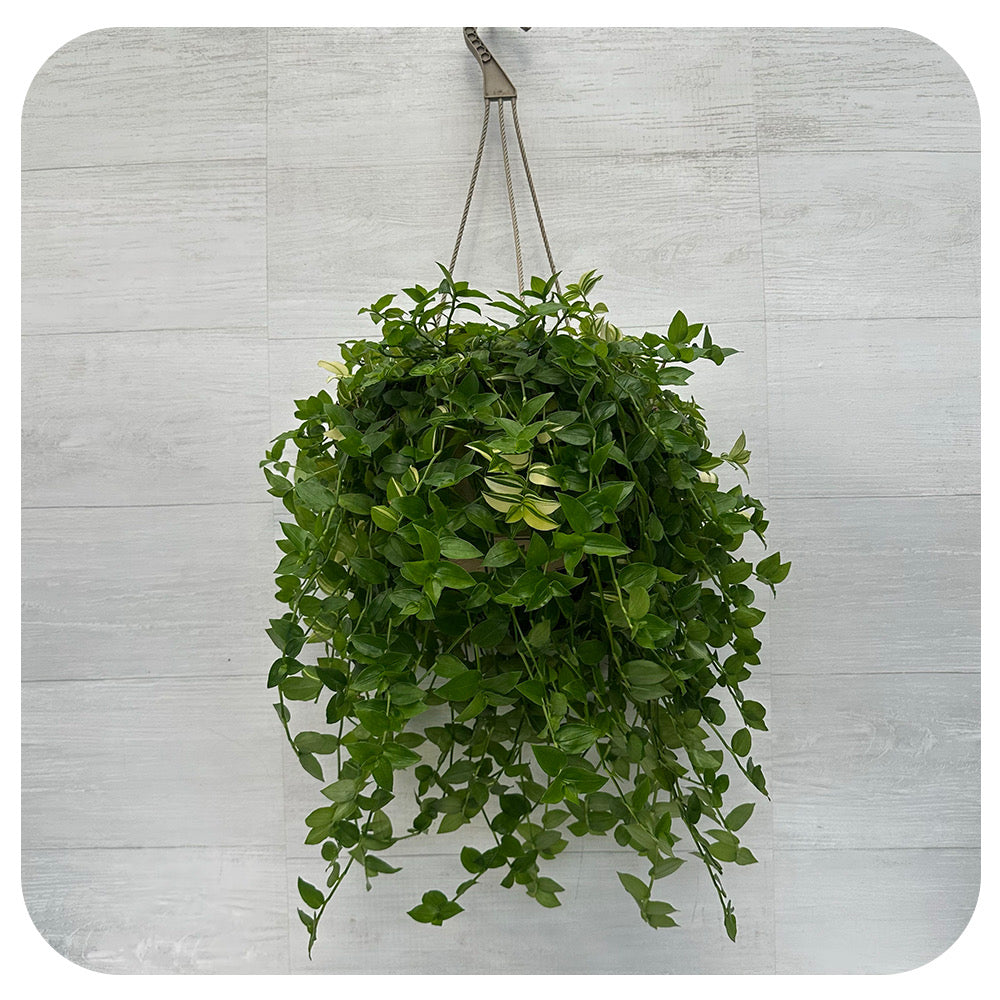 Yellow  Zebra Hanging Basket