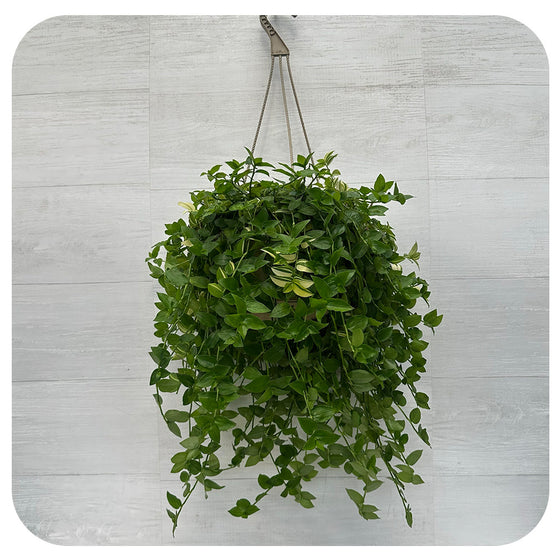 Yellow  Zebra Hanging Basket