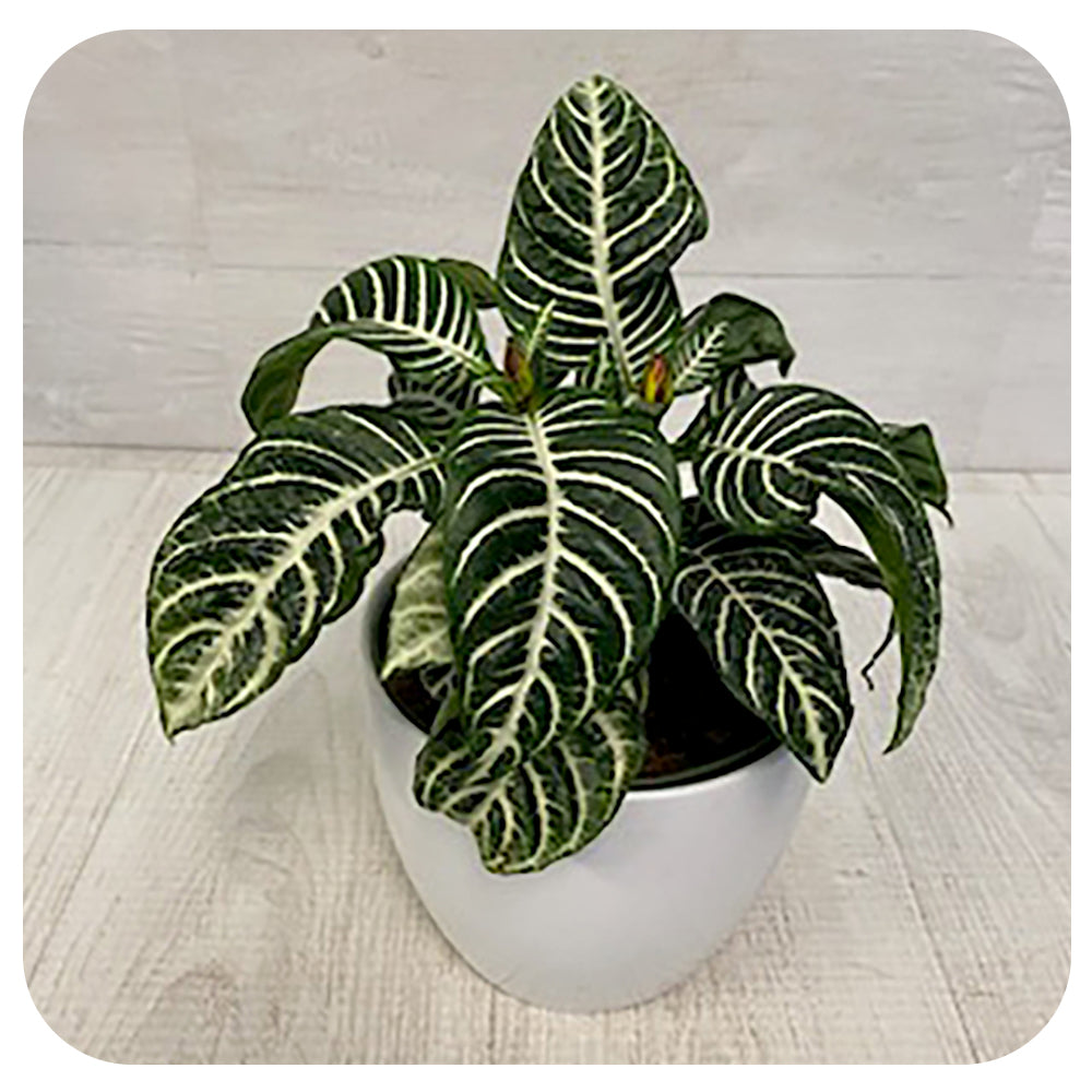 Aphelandra Zebra
