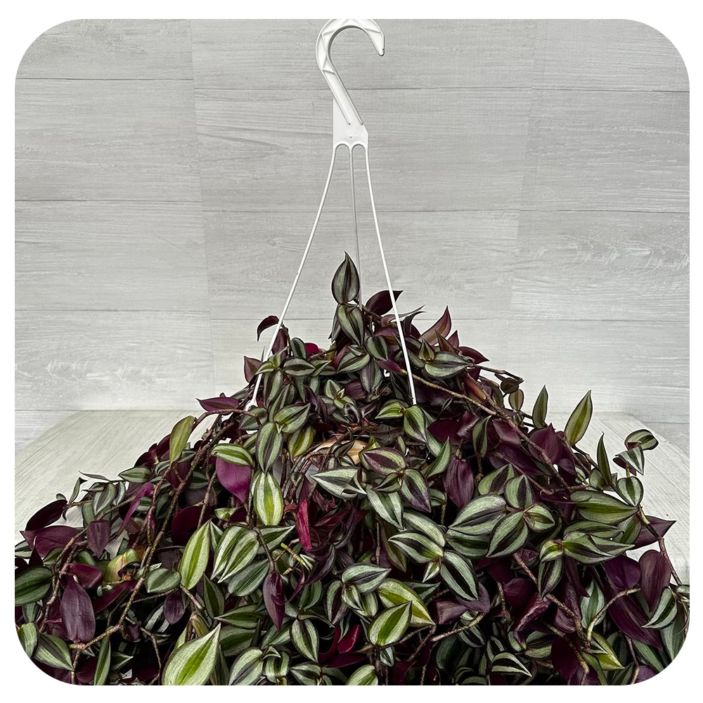 Zebra Plant  "Red Gem' Hanging Basket