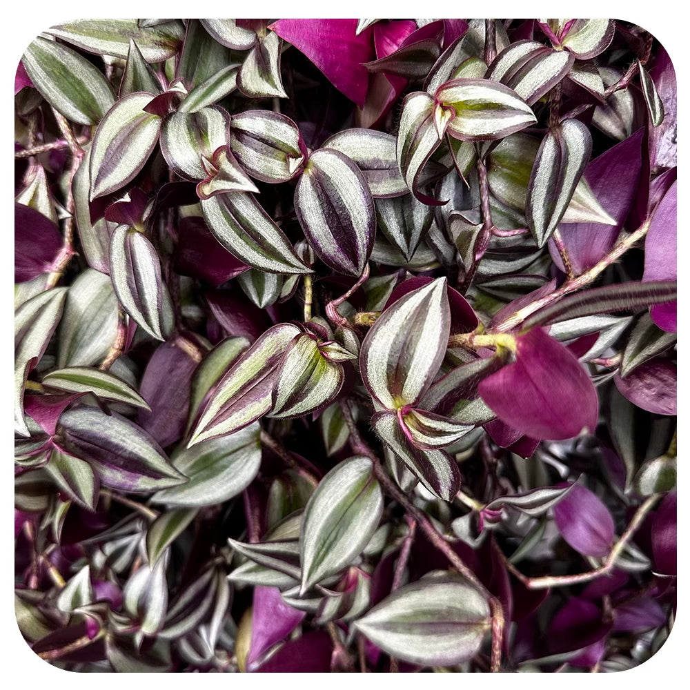 Zebra Plant  "Red Gem' Hanging Basket