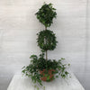 Ivy Pittsburgh Double Ball Topiary (Hedera Helix)