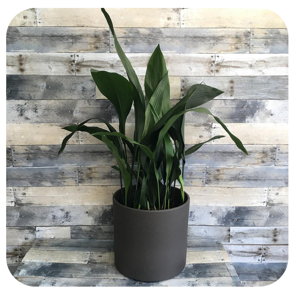 Aspidistra (Cast Iron Plant)