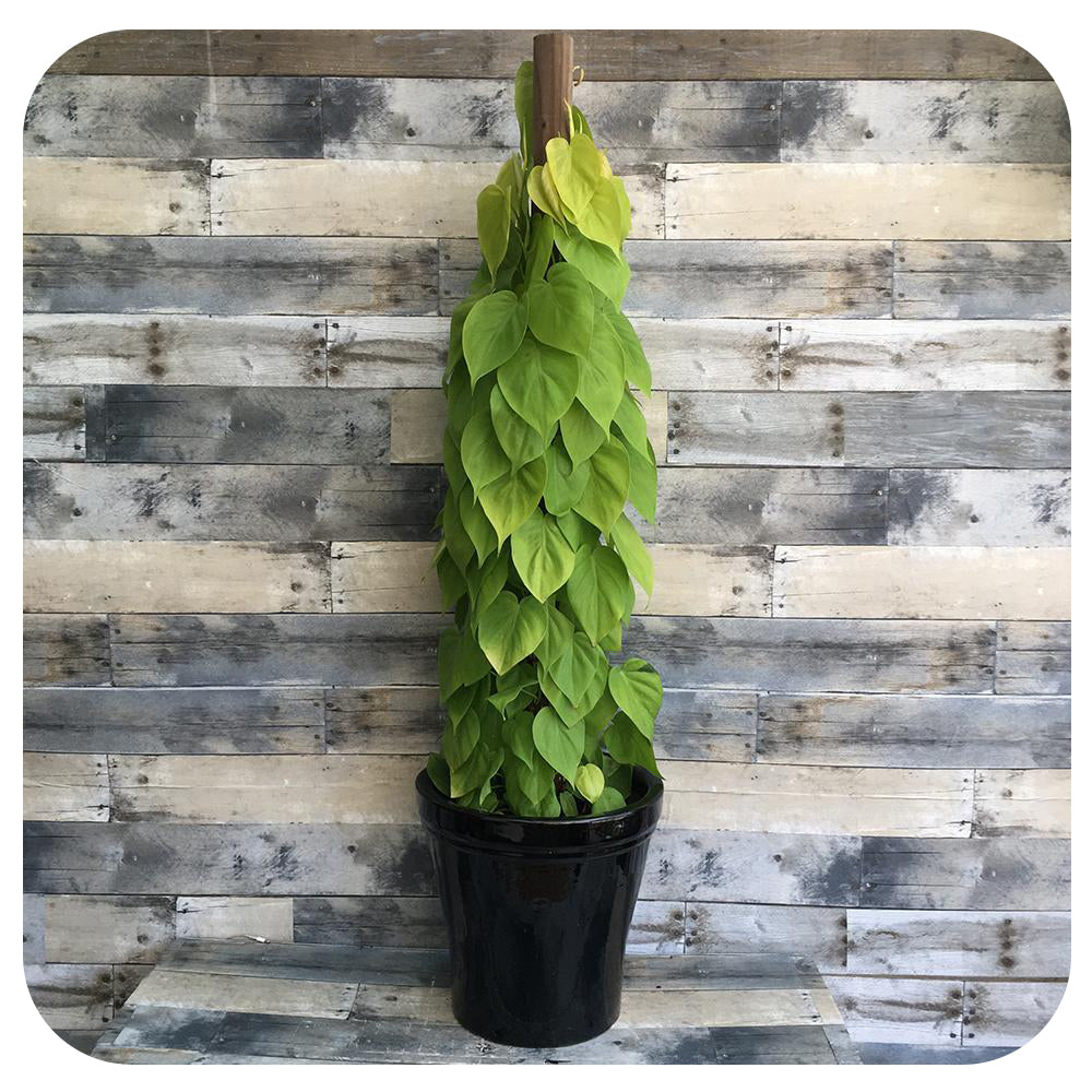 Neon Philodendron Cordatum Totem