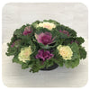 Ornamental Cabbage Bowl