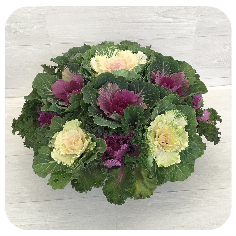 Ornamental Cabbage Bowl
