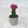 Cactus Moon Grafted