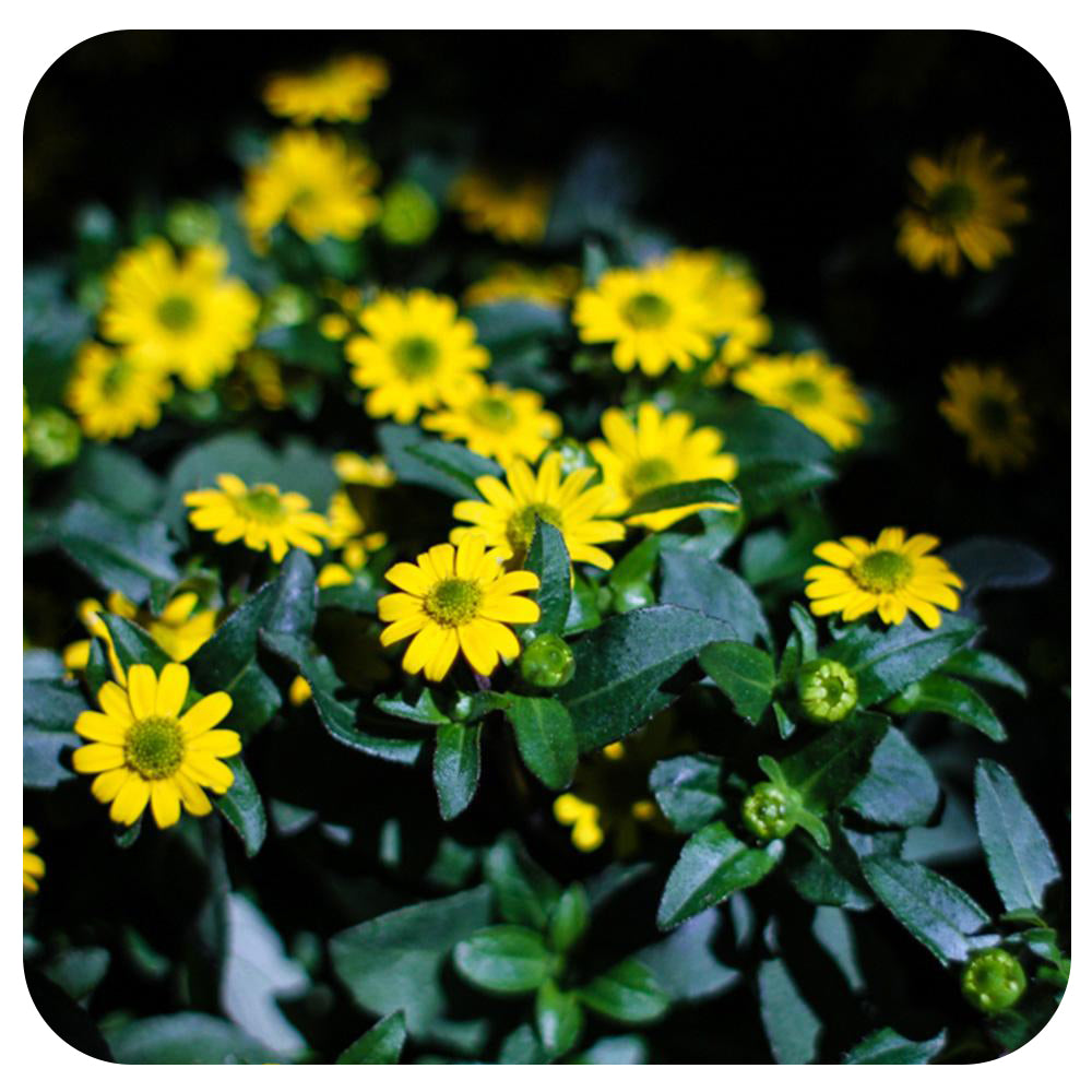 Sanvitalia (Creeping Zinnia)