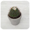 Strawflower Cactus