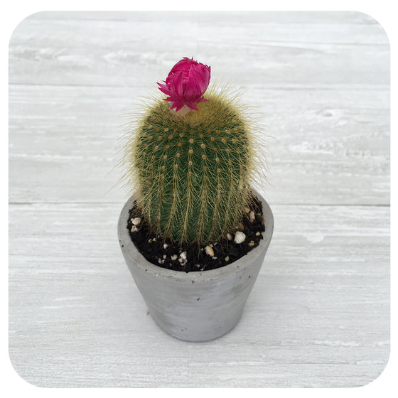 Strawflower Cactus