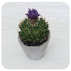 Strawflower Cactus