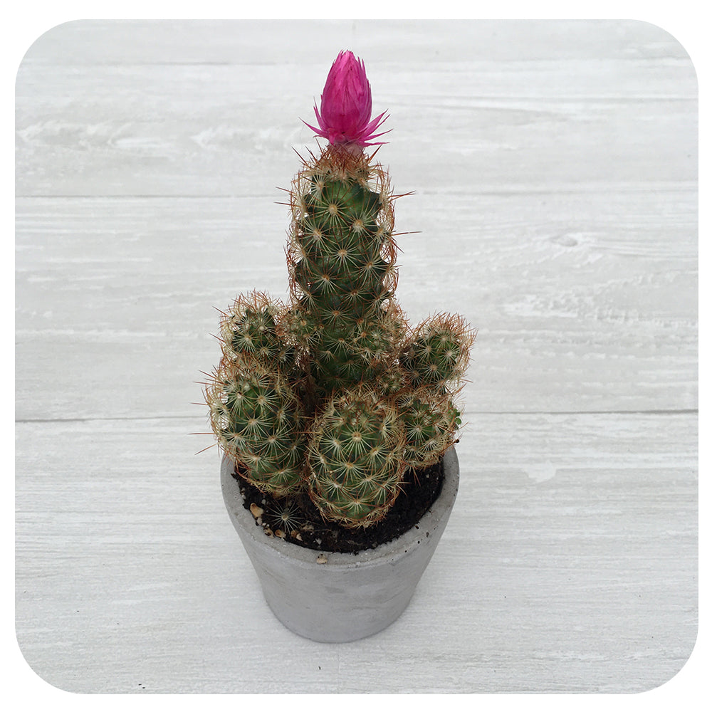 Strawflower Cactus