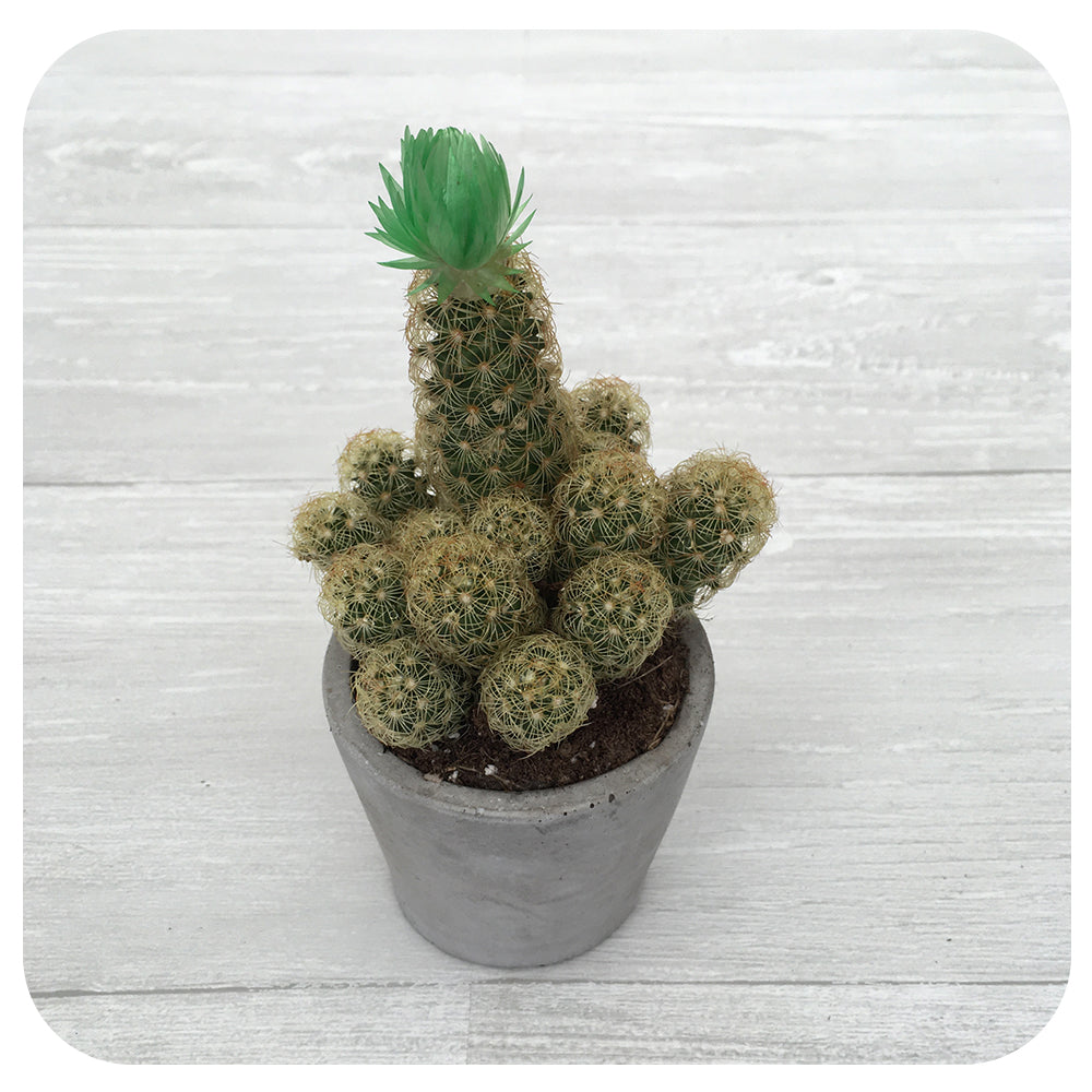 Strawflower Cactus