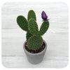 Strawflower Cactus
