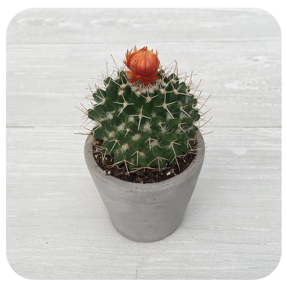 Strawflower Cactus
