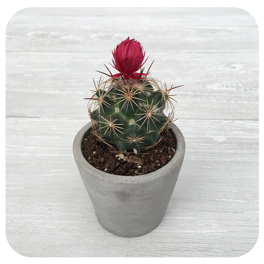 Strawflower Cactus
