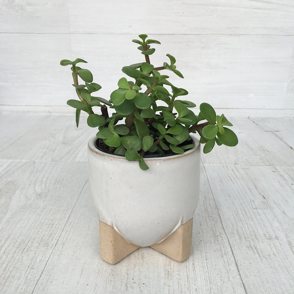 Elephant Bush - Portulacaria Afra