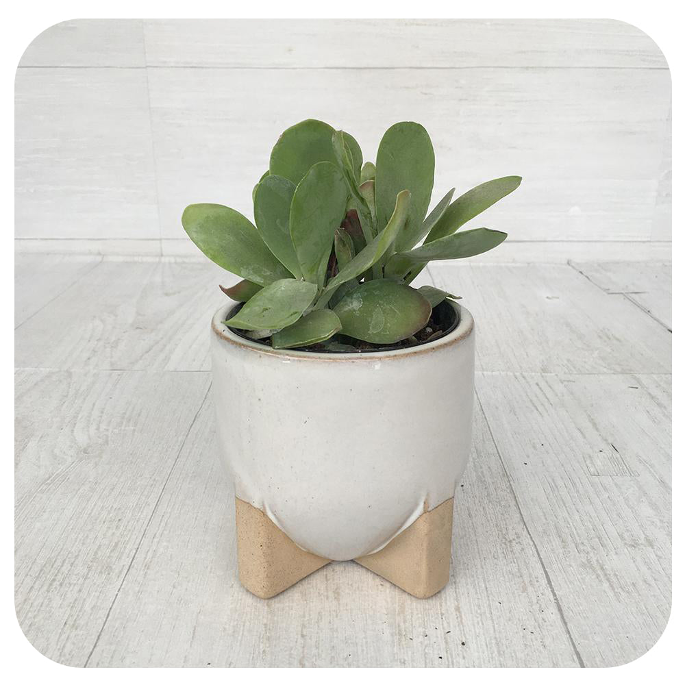 Kalanchoe thrysiflora 'flapjack'