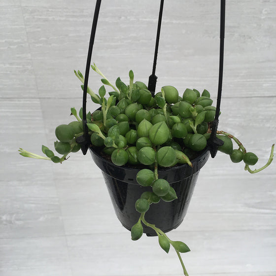 Hanging Basket String of Pearls