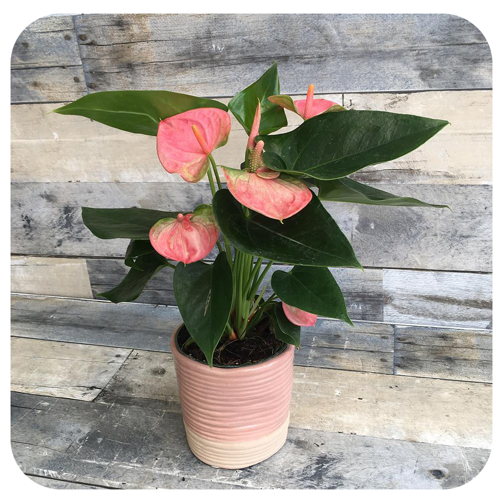 Anthurium