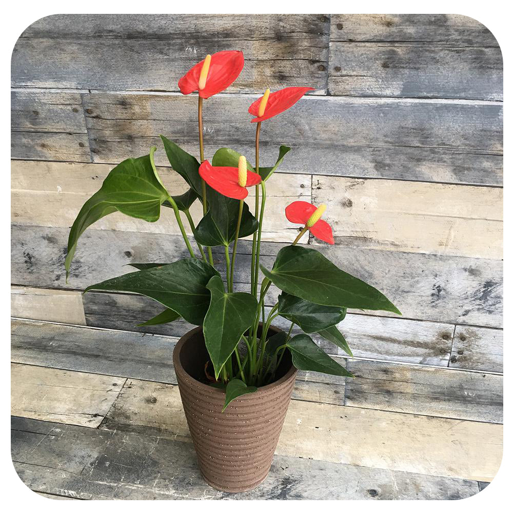 Anthurium