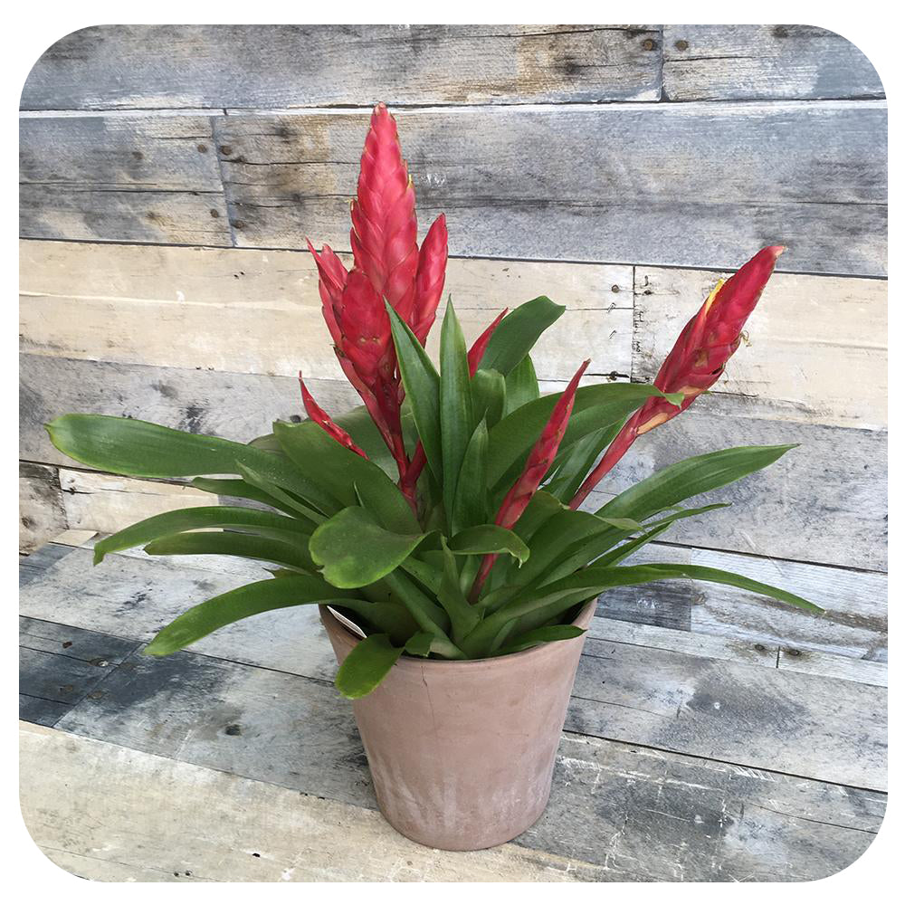 Bromeliad Vriesea