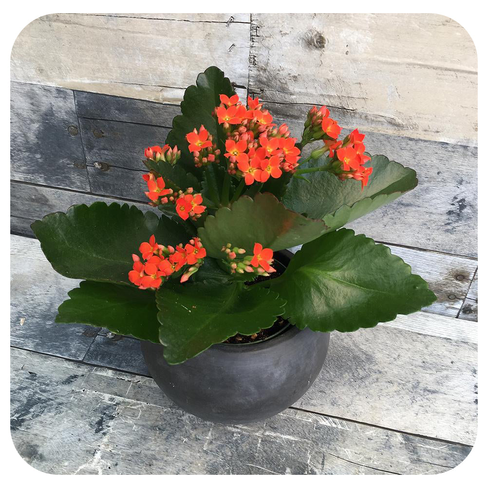 Calandiva/ Kalanchoe Double Flowers