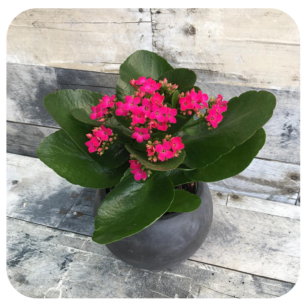 Calandiva/ Kalanchoe Double Flowers