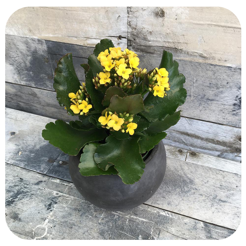 Calandiva/ Kalanchoe Double Flowers