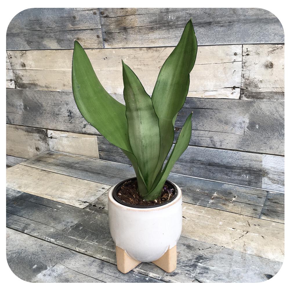 Snake Plant ‘Moonshine’ (Sansevieria)