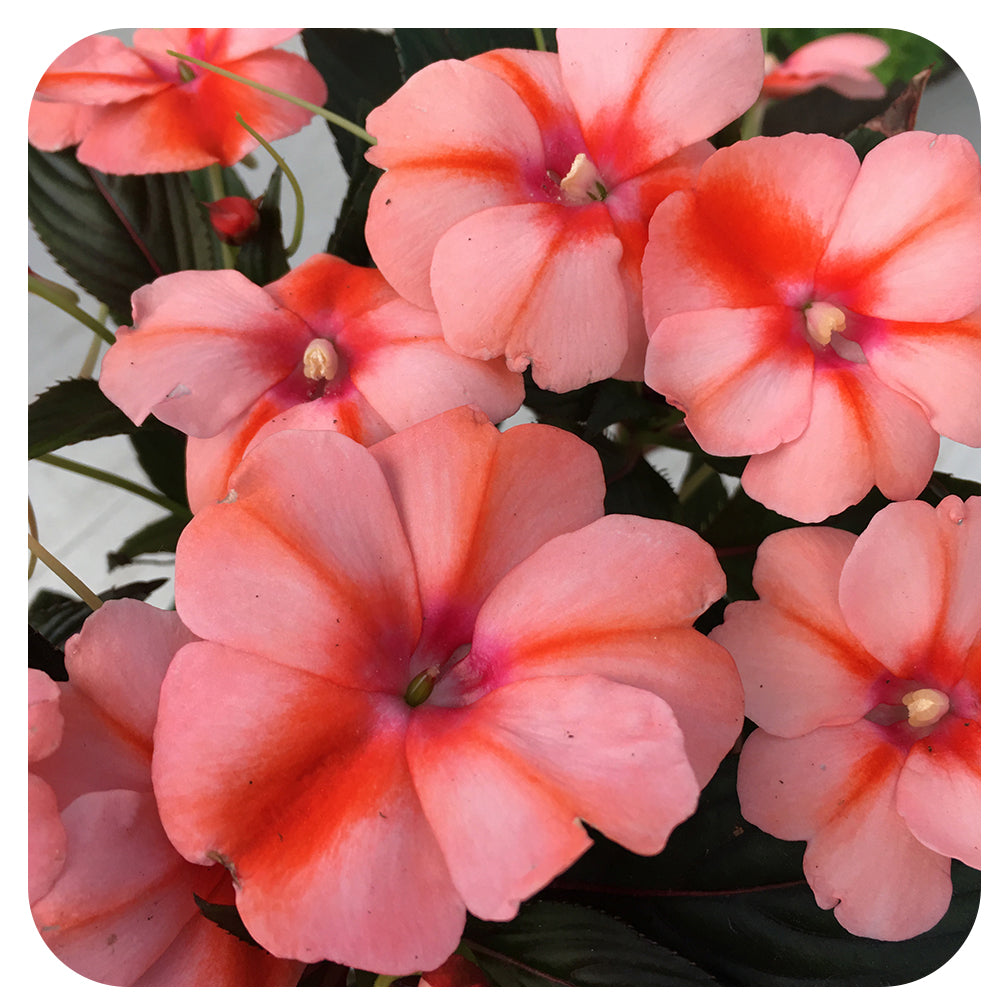 New Guinea Impatiens
