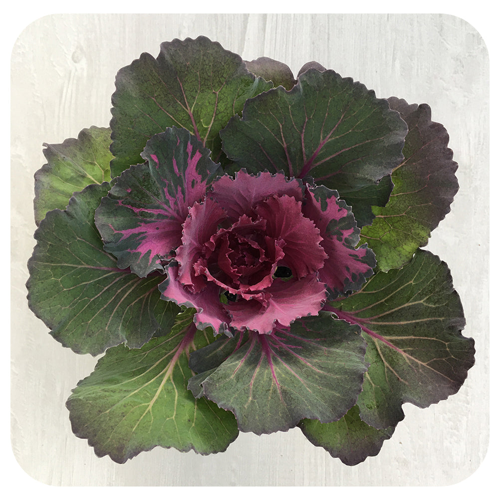 Ornamental Cabbage (Brassica Oleracea)