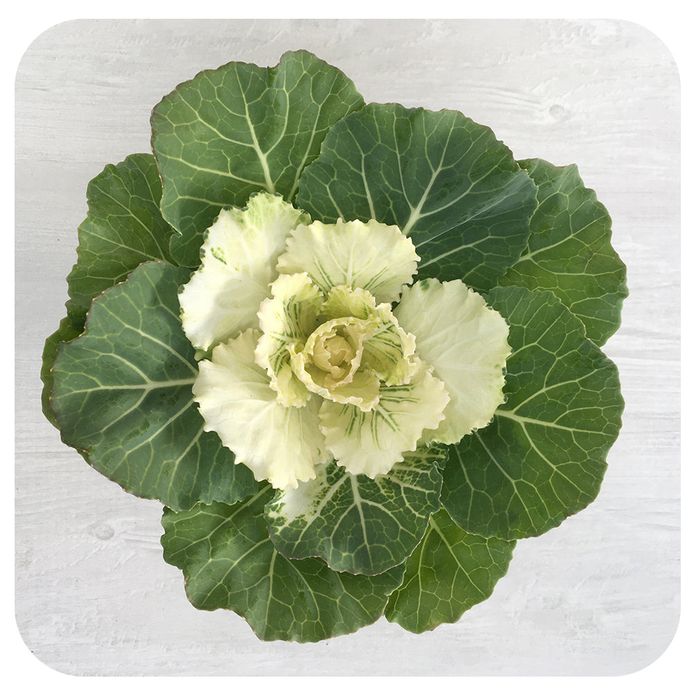 Ornamental Cabbage (Brassica Oleracea)