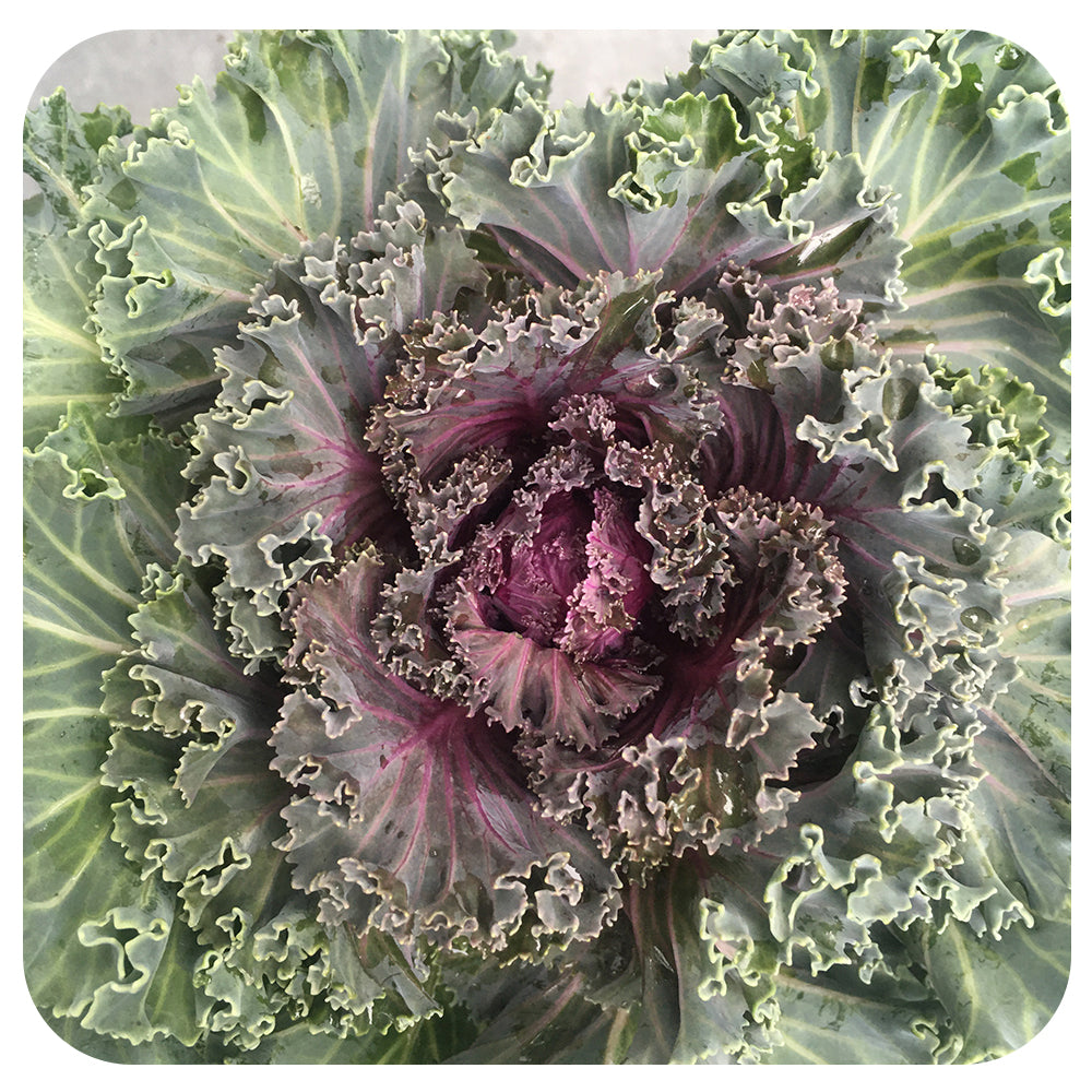 Ornamental Kale (Brassica Oleracea)