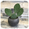 Perennial Cactus (Opuntia compressa)
