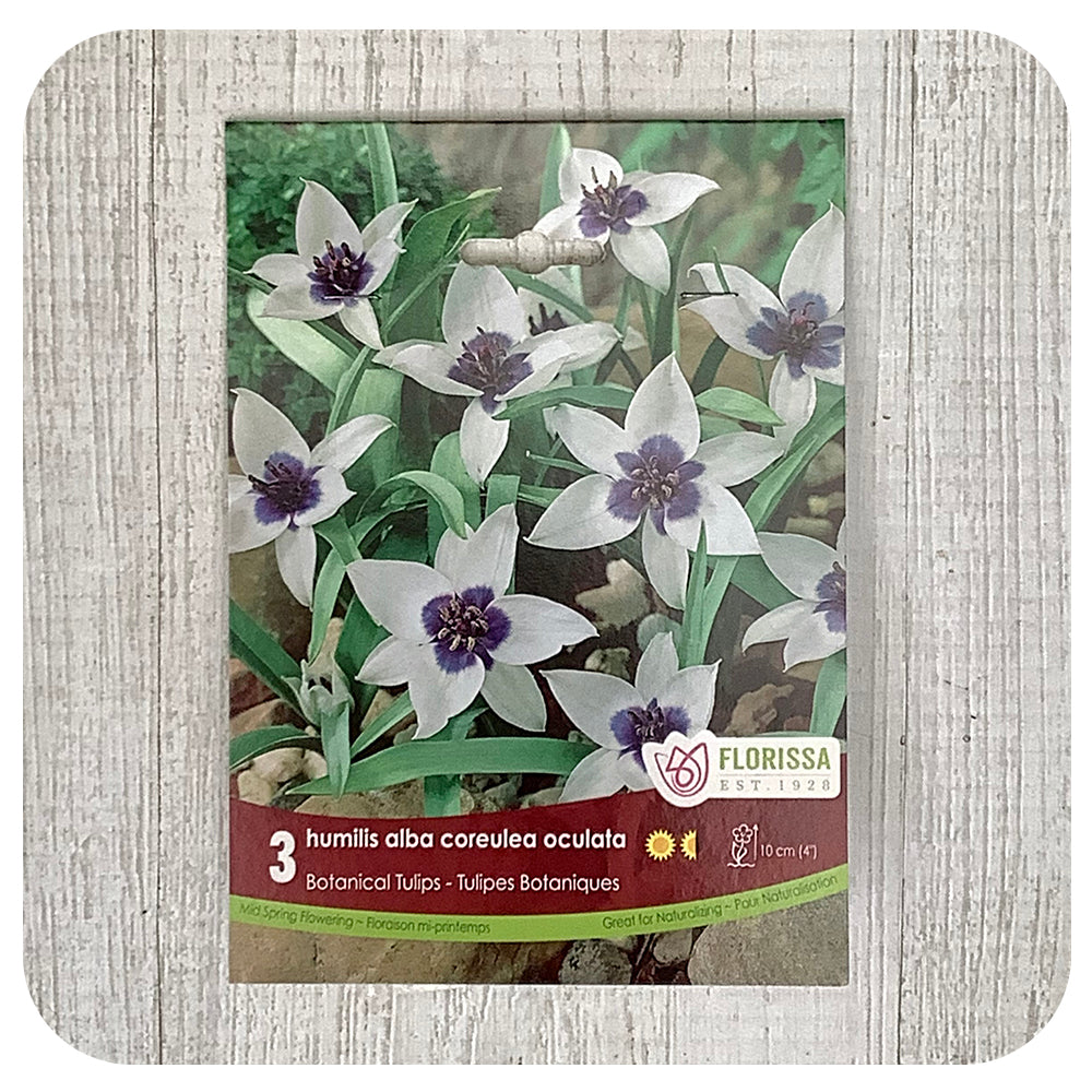 Tulip Humilis alba coreulea oculata (Botanical Tulip)