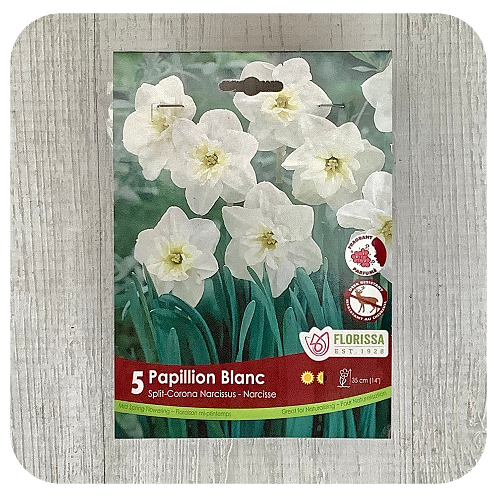 Daffodil 'Papillon Blanc'' (Narcissus)